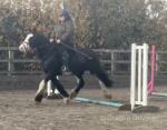 14.3hh Riding Mare