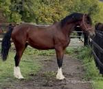 Fronarth Magic Star, 2 Year Old Welsh Section D Colt