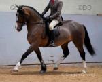 14.2hh Welsh Section D Riding Mare