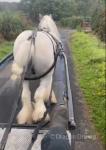 Blue, 13.1hh Ride & Drive Gelding