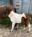 Filly with Filly Foal at Foot