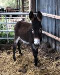 Yearling Donkey Gelding