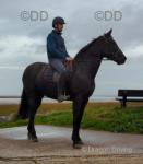 15.2hh Riding Gelding