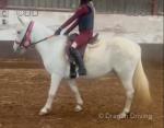 Lottie, 11.1hh Ride & Drive Mare