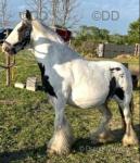 Sunnydale's Dollar, 12.2hh Broodmare