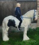 12hh traditional gypsy cob, ride & drive. Trigger, 3 year old rising 4 gypsy cob stallion. You don't come across ponies like Trigger often, he is an absolute dope on a rope kids dream pony. Trigger is handled by kids daily, catching, standing there being bathed, not tied up for them. 
 12hh traditional gypsy cob, ride & drive. Trigger, 3 year old rising 4 gypsy cob stallion. You don't come across ponies like Trigger often, he is an absolute dope on a rope kids dream pony. Trigger is handled by kids daily, catching, standing there being bathed, not tied up for them.
