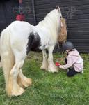 Trigger, Driving Colt