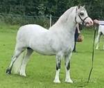 Treferthur Niall, 11.3hh Welsh Section A Stallion