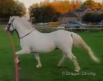 Treferthur Niall, 11.3hh Welsh Section A Stallion