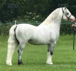 Treferthur Niall, 11.3hh Welsh Section A Stallion