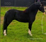 Cambrooke Jitterbug, Welsh Section A Gelding