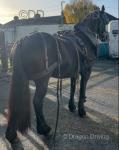 Friesian Driving Filly