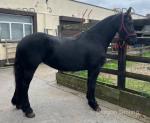 Friesian Driving Filly