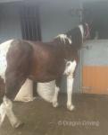 14.2hh Driving Mare