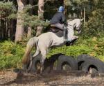 16.2hh IDx Riding Gelding