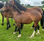 2 Year Old Welsh Section C Filly