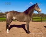 3 Year Old WPB Gelding