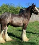 13.2hh Gelding