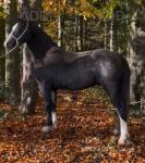 2 Year Old Welsh Section C Gelding