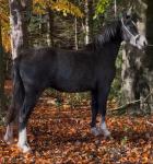 2 Year Old Welsh Section C Gelding