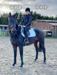 16.3hh Riding Gelding