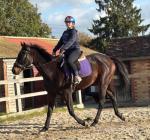 16.3hh Riding Gelding