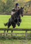16.3hh Riding Gelding