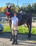 16.3hh Riding Gelding