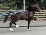 Registered Welsh sec C gelding, 2 years old. Lightly broken to drive, good mouth, seen all traffic. Stood at 13.1hh now. 