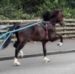 Welsh Section C Gelding 