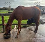 Thoroughbred Gelding 