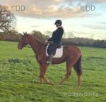 Thoroughbred Gelding 