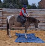 TJ, 14.2hh Gelding 