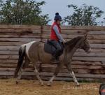 TJ, 14.2hh Gelding 