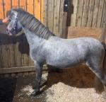 Baledon Exodus, 2 Year Old Welsh Section A Colt