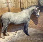 Baledon Exodus, 2 Year Old Welsh Section A Colt