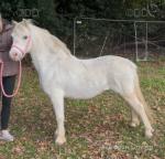 Fully registered Welsh section A gelding, 8 years old. Proper little kids pony. 