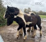Friesian x Filly