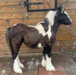 The Oaks Royal Prince, Colt Foal