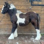 The Oaks Royal Prince, Colt Foal