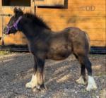 Rambo of the Oaks, Colt Foal