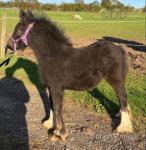 Rambo of the Oaks, Colt Foal