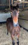 Welsh Section D Colt
