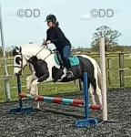 Dakota, 13.3hh Gelding 