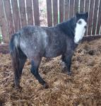 Little Lucy Locket, Yearling Welsh Section A Filly