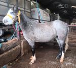 Little Lucy Locket, Yearling Welsh Section A Filly