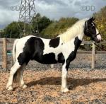 Barney, 2 Year Old Gelding