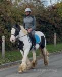 14.1hh Riding Mare