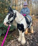 14hh 13 year old ride and drive cob mare with colt foal at foot. Super safe in all ways. Only reason for sale is she was bought for daughter and later found out she was in foal. 14hh 13 year old ride and drive cob mare with colt foal at foot. Super safe in all ways. Only reason for sale is she was bought for daughter and later found out she was in foal.