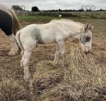 14hh Broodmare with Colt Foal at Foot